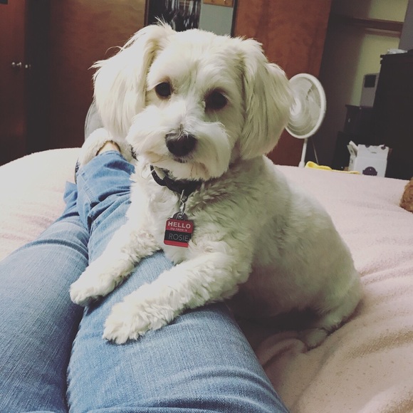 Meet your Posher, Joey - Picture 1 of 1